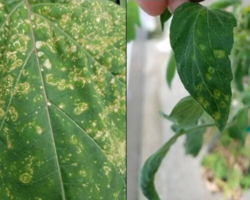 Ni hormigas ni serpientes: la plaga que podrías tener en tus plantas si vives en Florida y cómo eliminarla