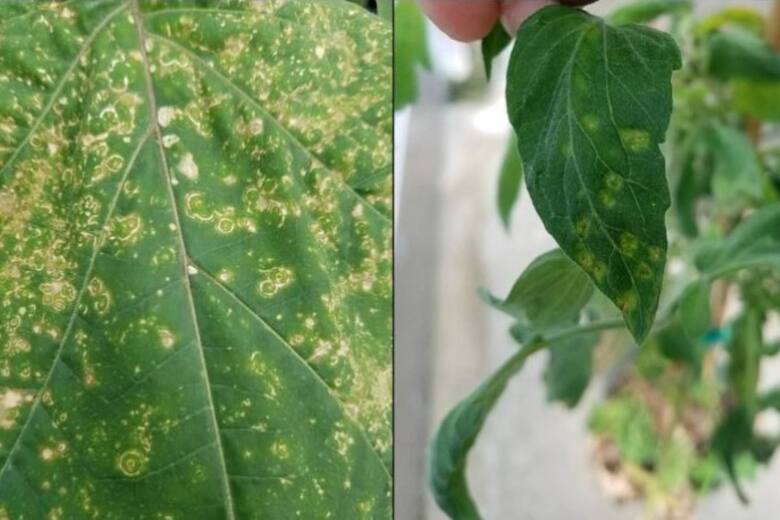 Ni hormigas ni serpientes: la plaga que podrías tener en tus plantas si vives en Florida y cómo eliminarla