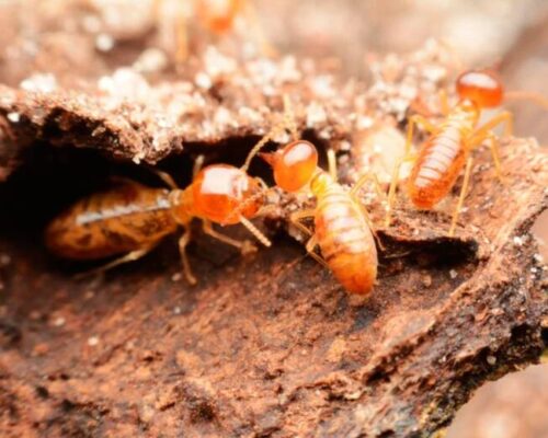 La ciudad de Florida que ostenta un desagradable récord: es la más infestada por estos insectos en EE.UU.