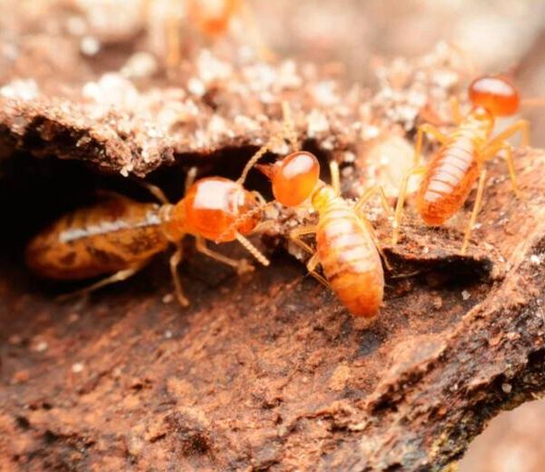 La ciudad de Florida que ostenta un desagradable récord: es la más infestada por estos insectos en EE.UU.