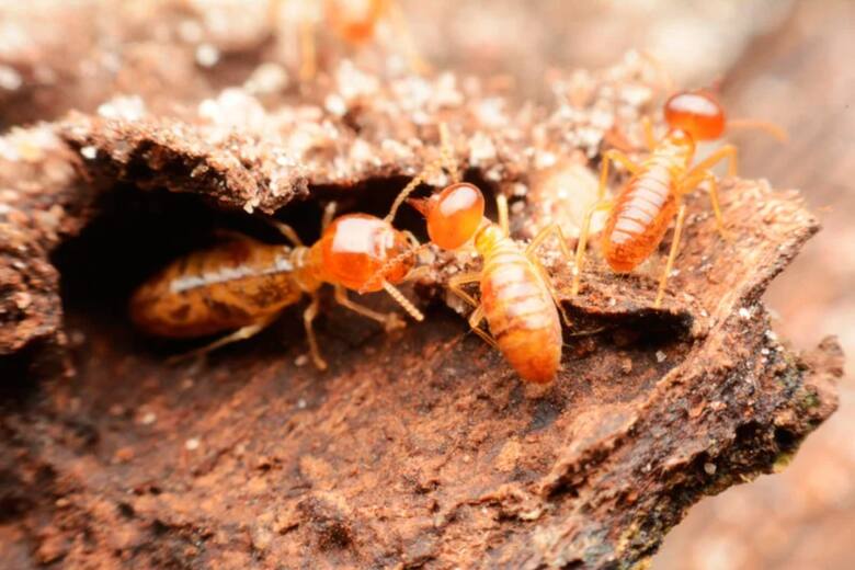 La ciudad de Florida que ostenta un desagradable récord: es la más infestada por estos insectos en EE.UU.