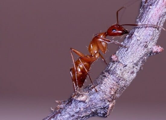Ant control and prevention
