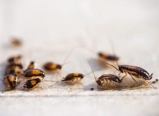 Cockroaches: Causes, Signs,