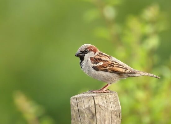 Bird pest control