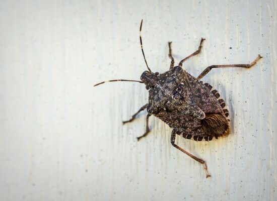 Sting bugs